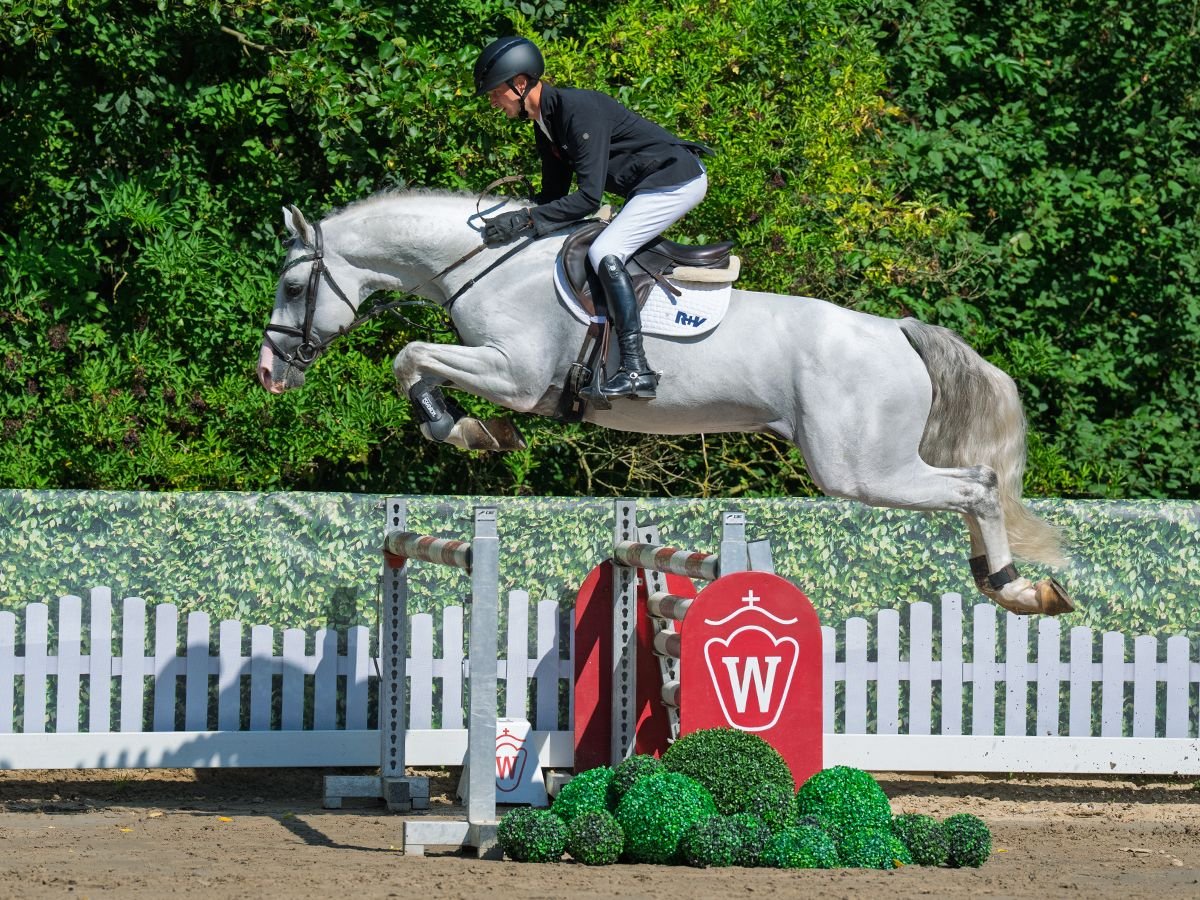 Westphalien Étalon 7 Ans 168 cm Gris in M&#xFC;nster-Handorf