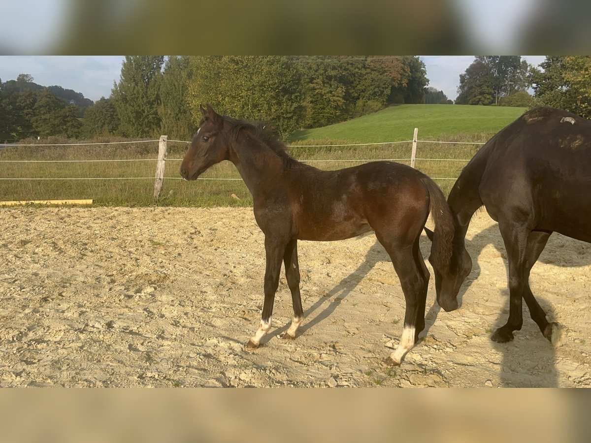 Westphalien Étalon Poulain (05/2025) 172 cm Bai brun in Wipperf&#xFC;rth