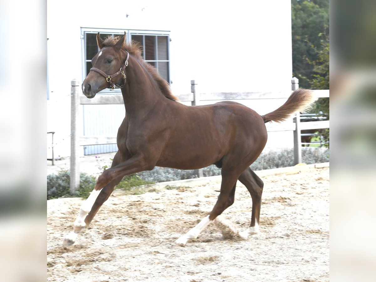 Westphalien Étalon Poulain (04/2025) Alezan brûlé in M&#xFC;nchen