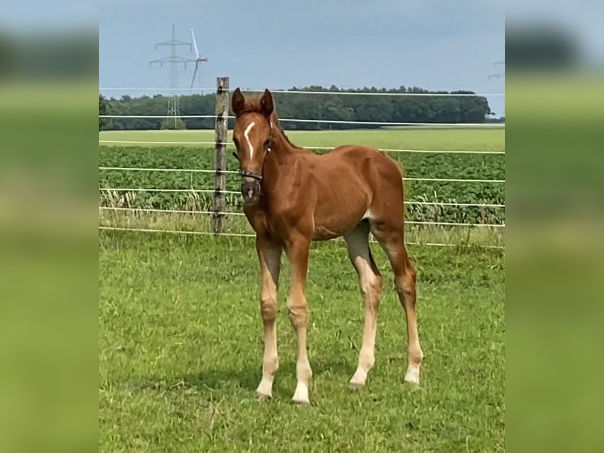 Westphalien Étalon  Alezan brûlé in Neustadt am R&#xFC;benberge