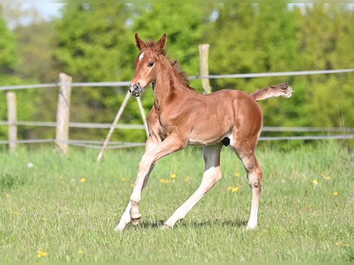 Westphalien Étalon  Alezan brûlé in Reichenwalde