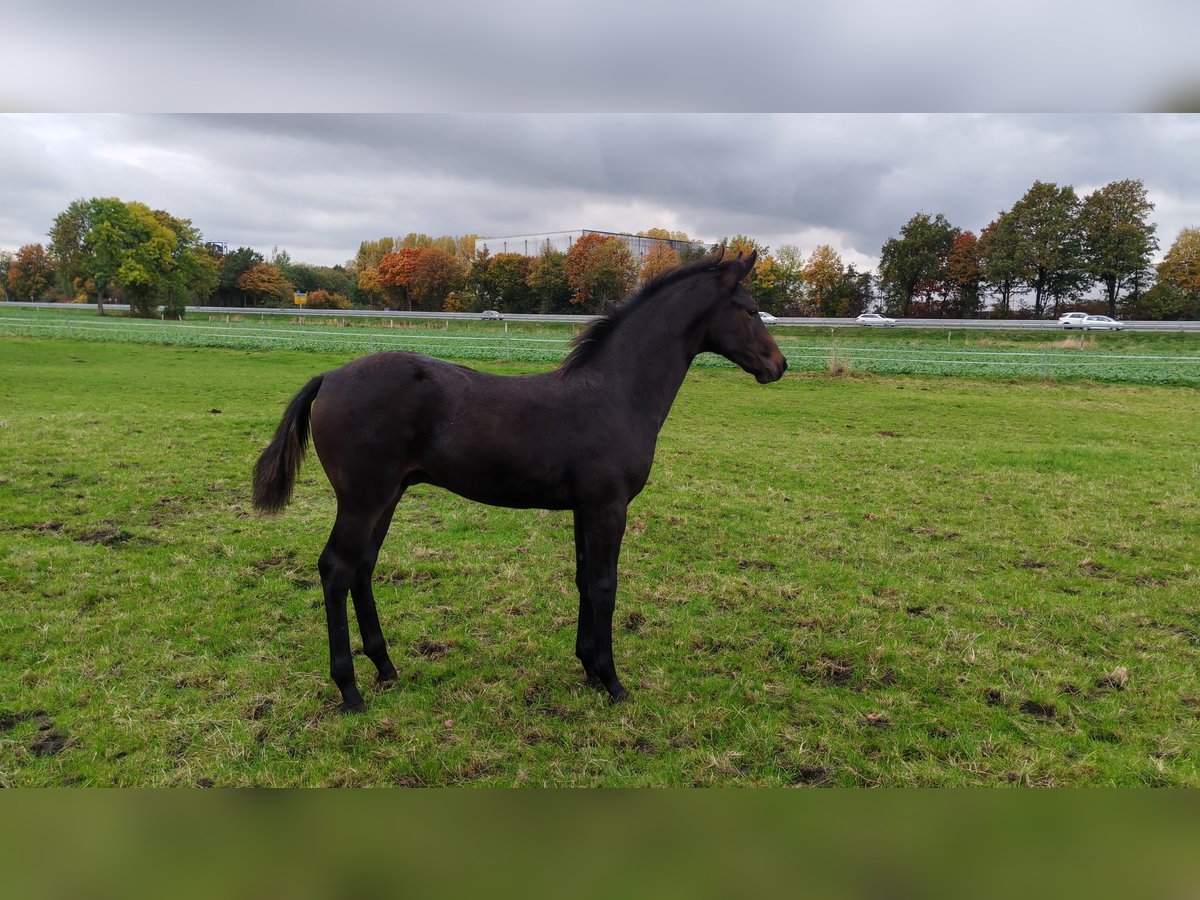 Westphalien Étalon Poulain (06/2025) Bai brun in Dortmund