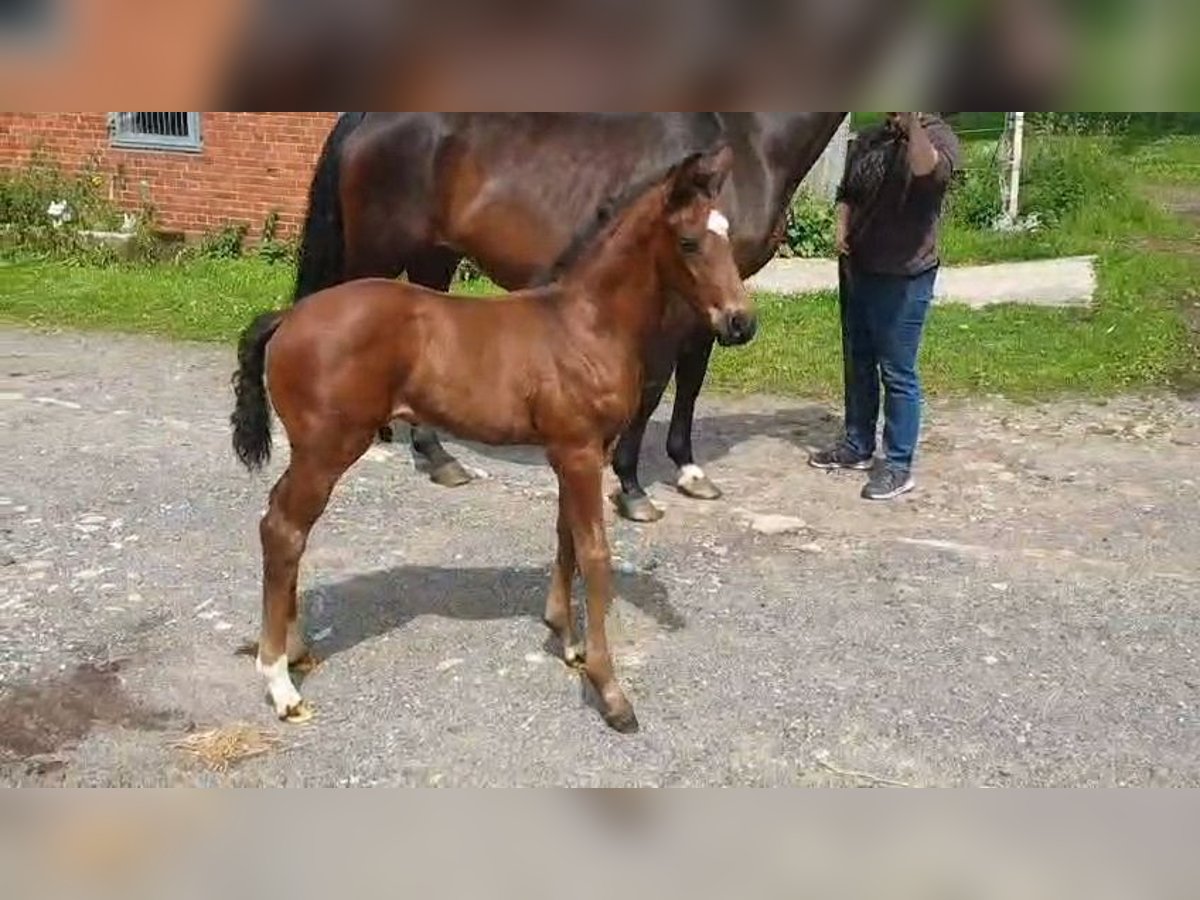 Westphalien Étalon  Bai brun in Westerkappeln