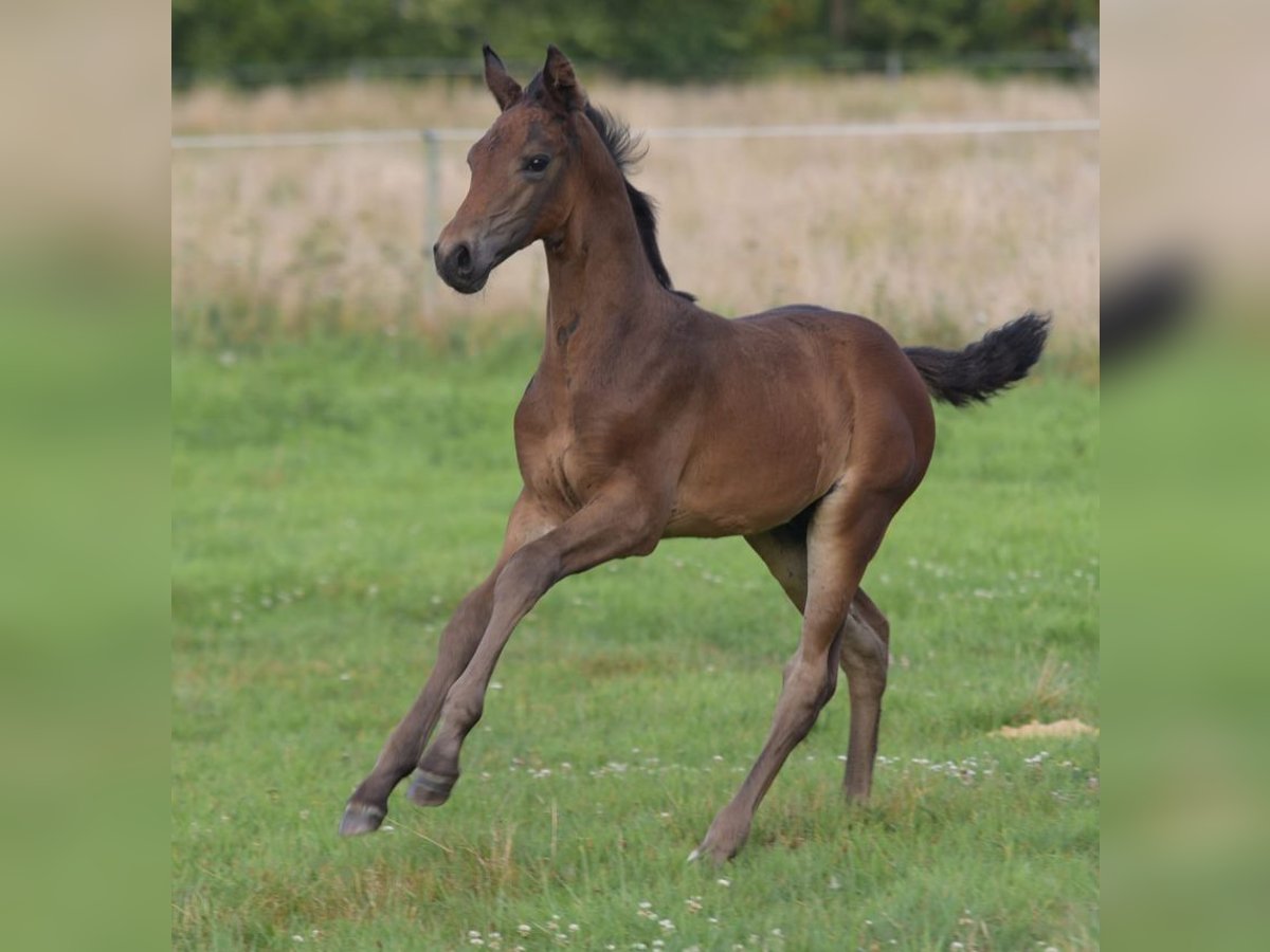 Westphalien Étalon Poulain (06/2025) Bai in Herzebrock-Clarholz