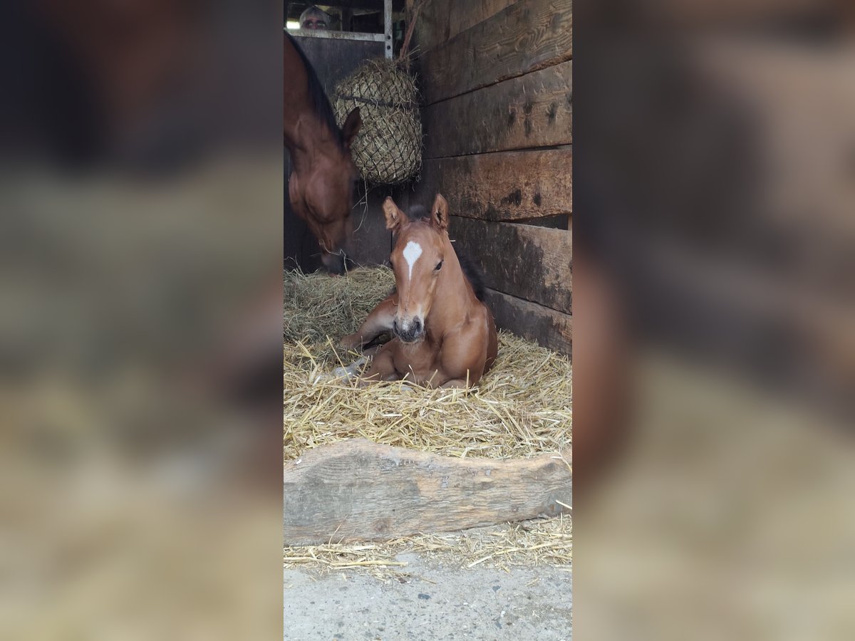 Westphalien Étalon Poulain (06/2025) Bai in Ascheberg