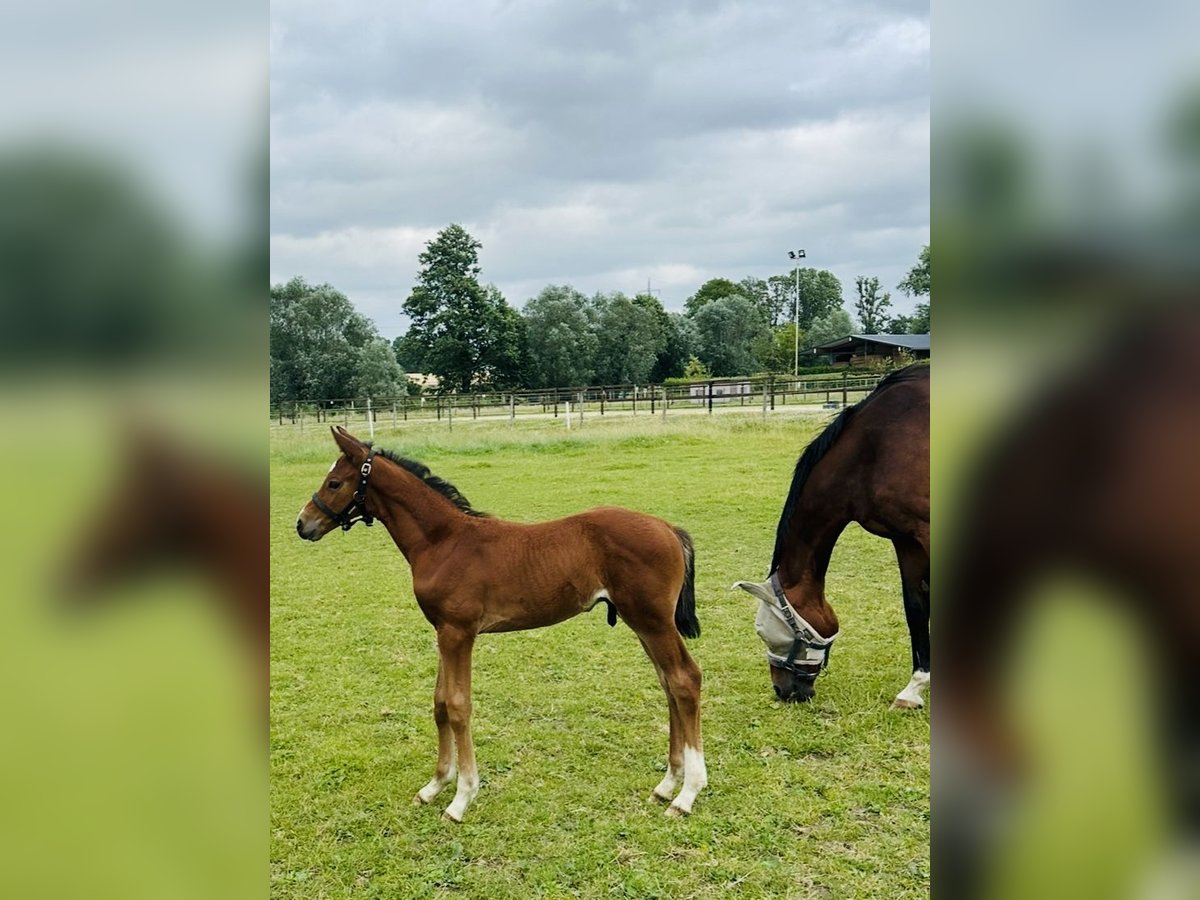Westphalien Étalon Poulain (05/2025) Bai in L&#xFC;dinghausen