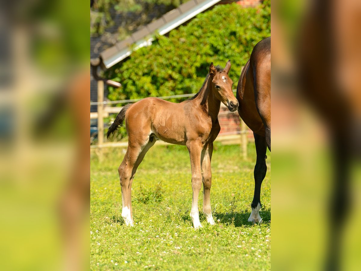 Westphalien Étalon Poulain (06/2025) Bai in Ruppichteroth