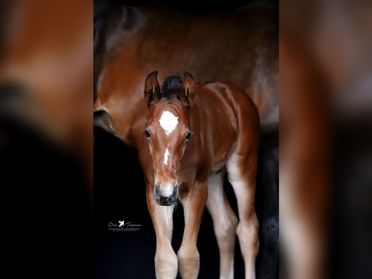 Westphalien Étalon  Bai in Neuenkirchen-V&#xF6;rden