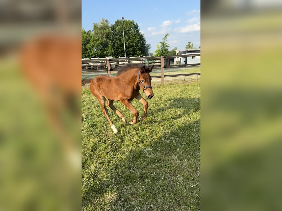 Westphalien Étalon  Bai in Hamm