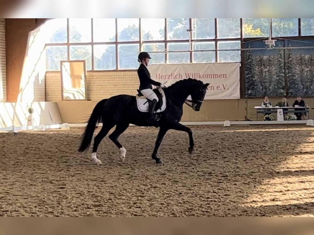 Westphalien Hongre 10 Ans 175 cm Bai brun foncé in Olfen