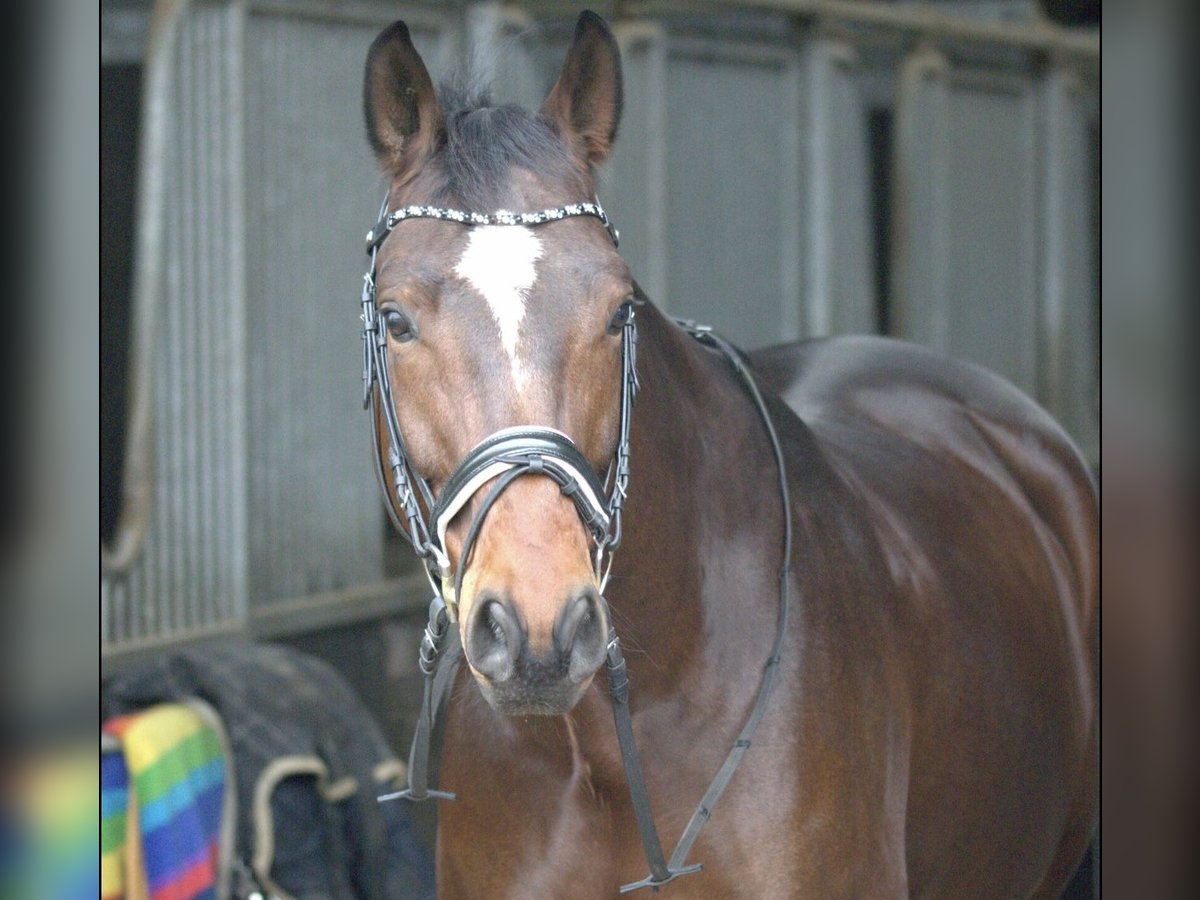 Westphalien Hongre 10 Ans 178 cm Bai brun in Dormagen
