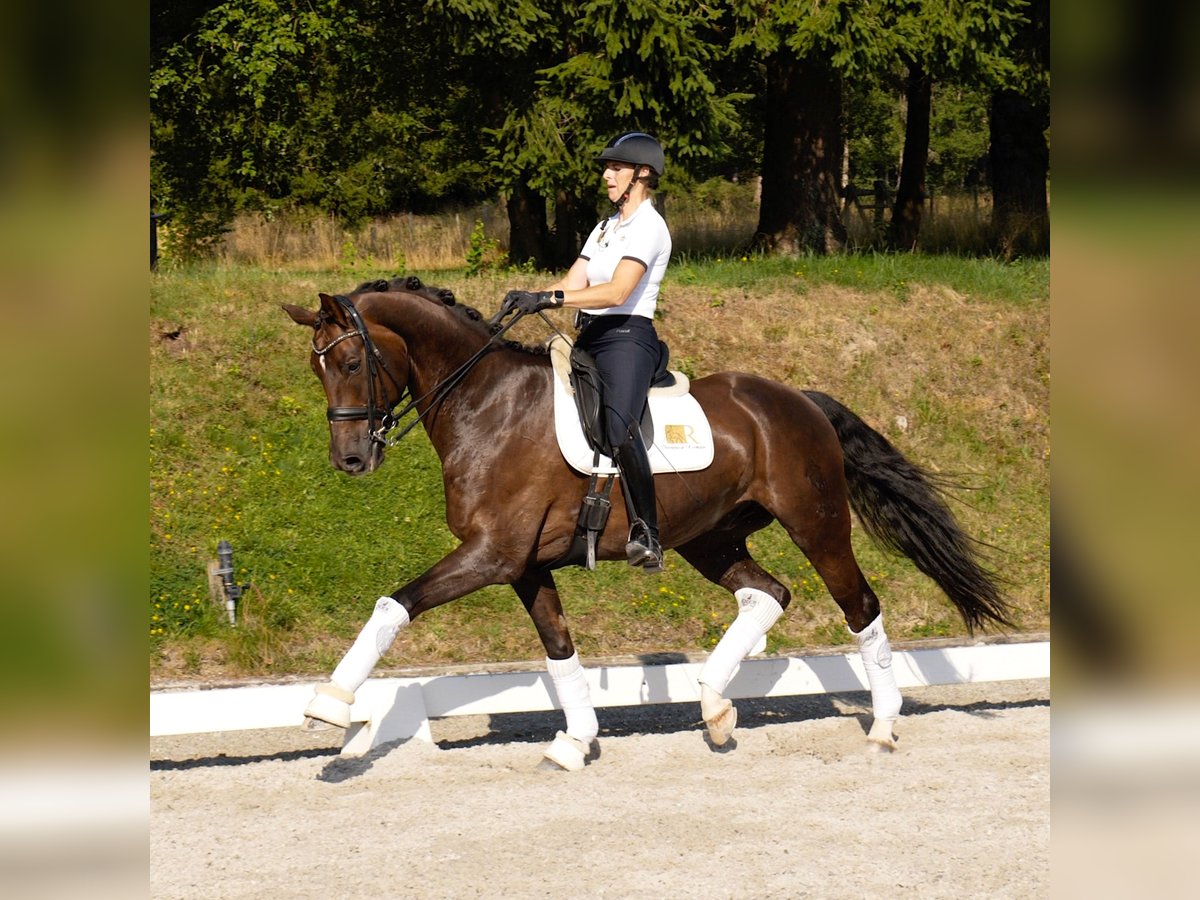 Westphalien Hongre 11 Ans 172 cm Alezan in Freiensteinau