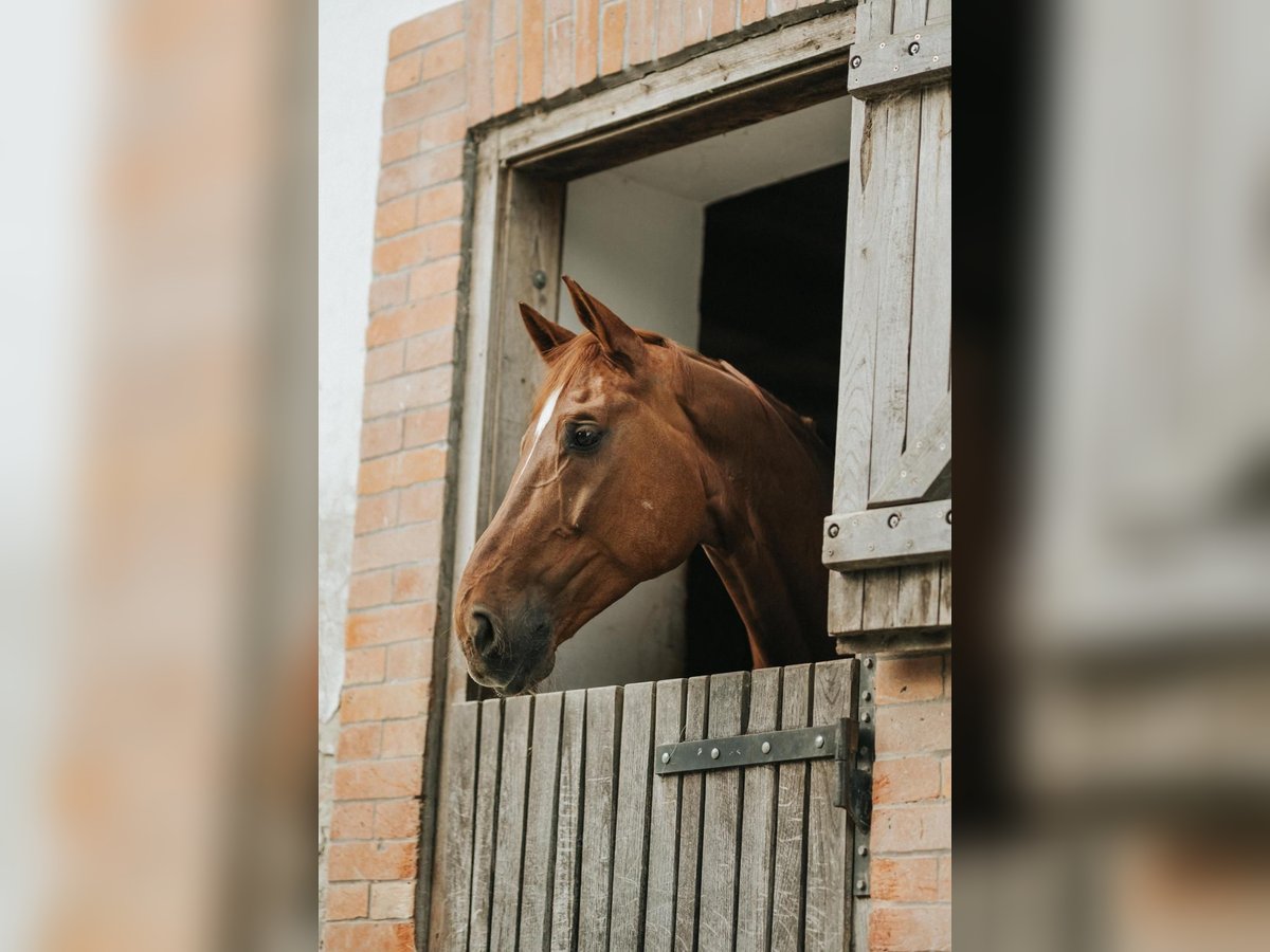 Westphalien Hongre 11 Ans 182 cm Alezan in Győr-Moson-Sopron megye