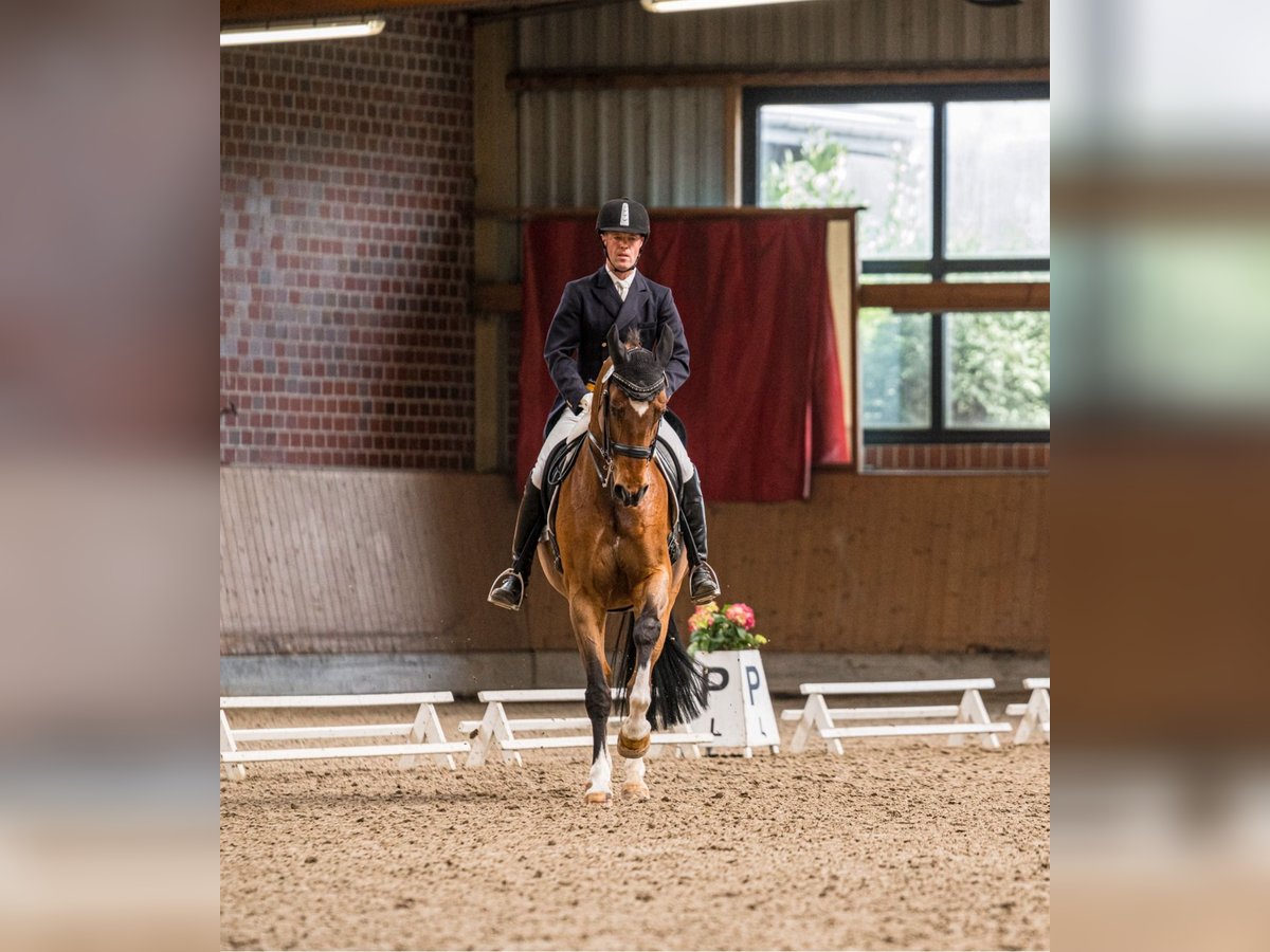 Westphalien Hongre 12 Ans 172 cm Bai in L&#xFC;dinghausen