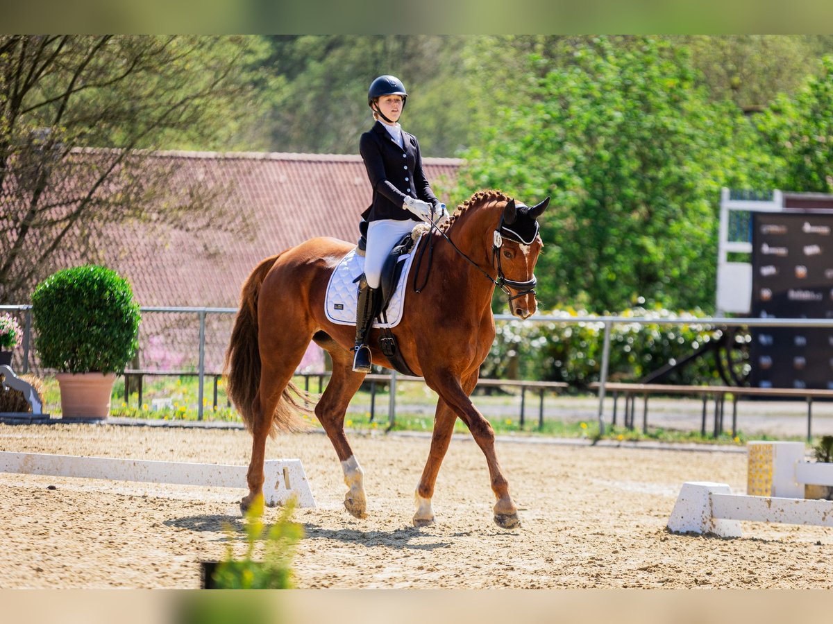 Westphalien Hongre 12 Ans 178 cm Alezan in Bad W&#xFC;nnenberg
