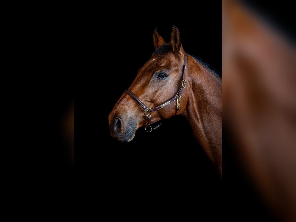 Westphalien Hongre 13 Ans 174 cm Bai in Greven