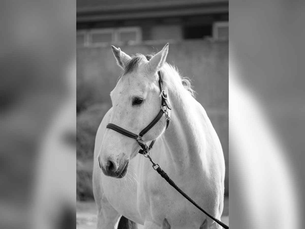 Westphalien Hongre 13 Ans 180 cm Gris in Kaarst