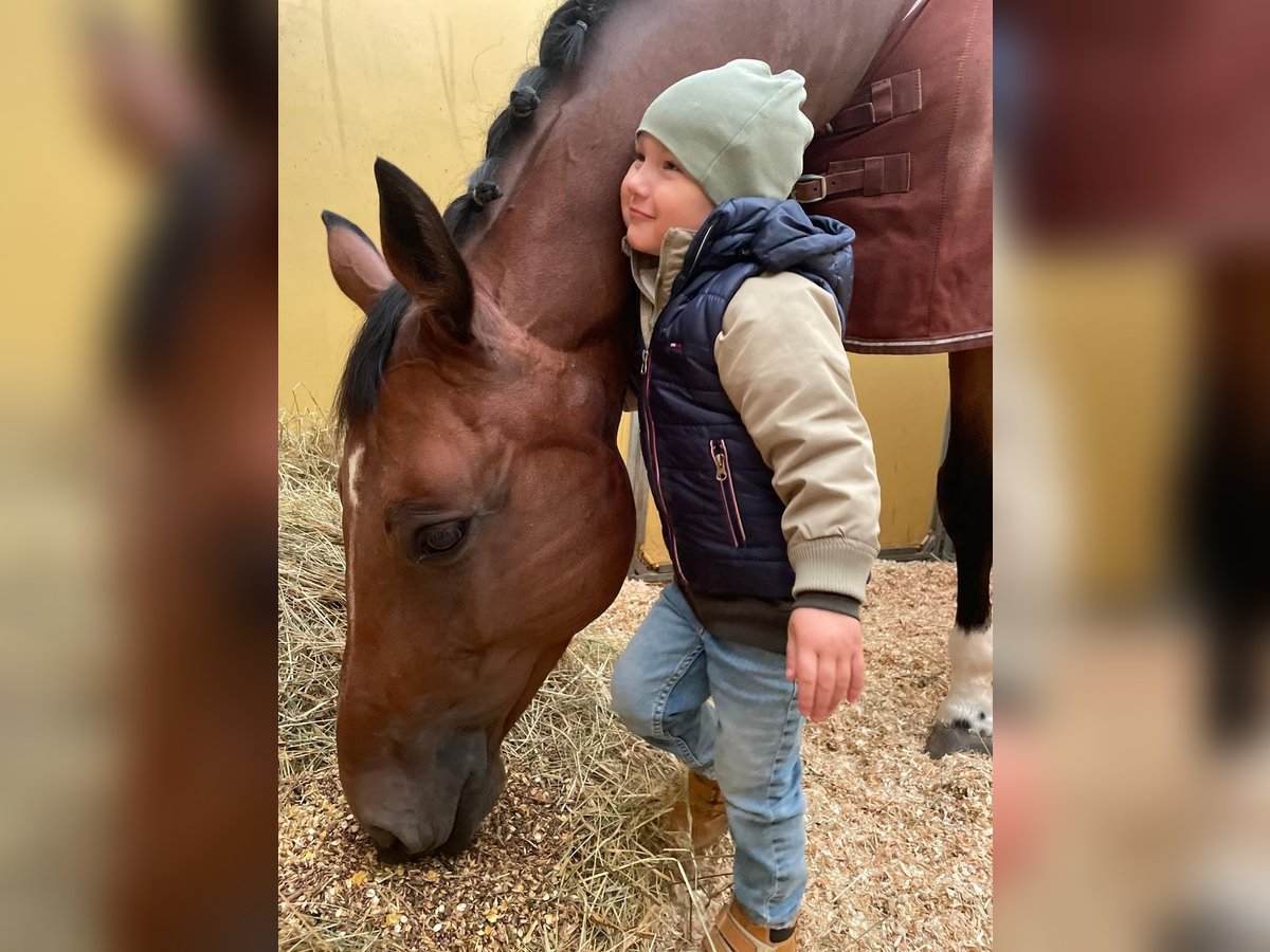 Westphalien Hongre 15 Ans 174 cm Bai in Herxheim bei Landau/Pfalz