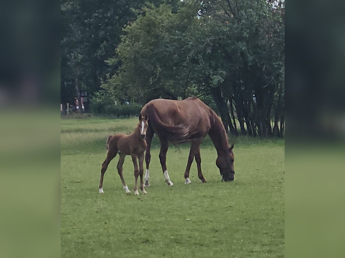 Westphalien Hongre 1 Année Alezan in Espelkamp