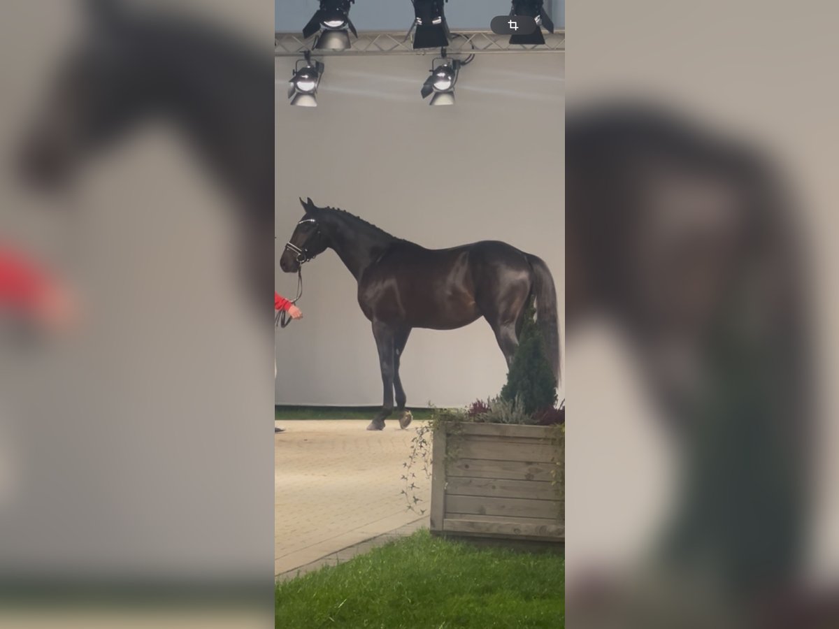 Westphalien Hongre 2 Ans 167 cm Bai brun foncé in M&#xFC;nster