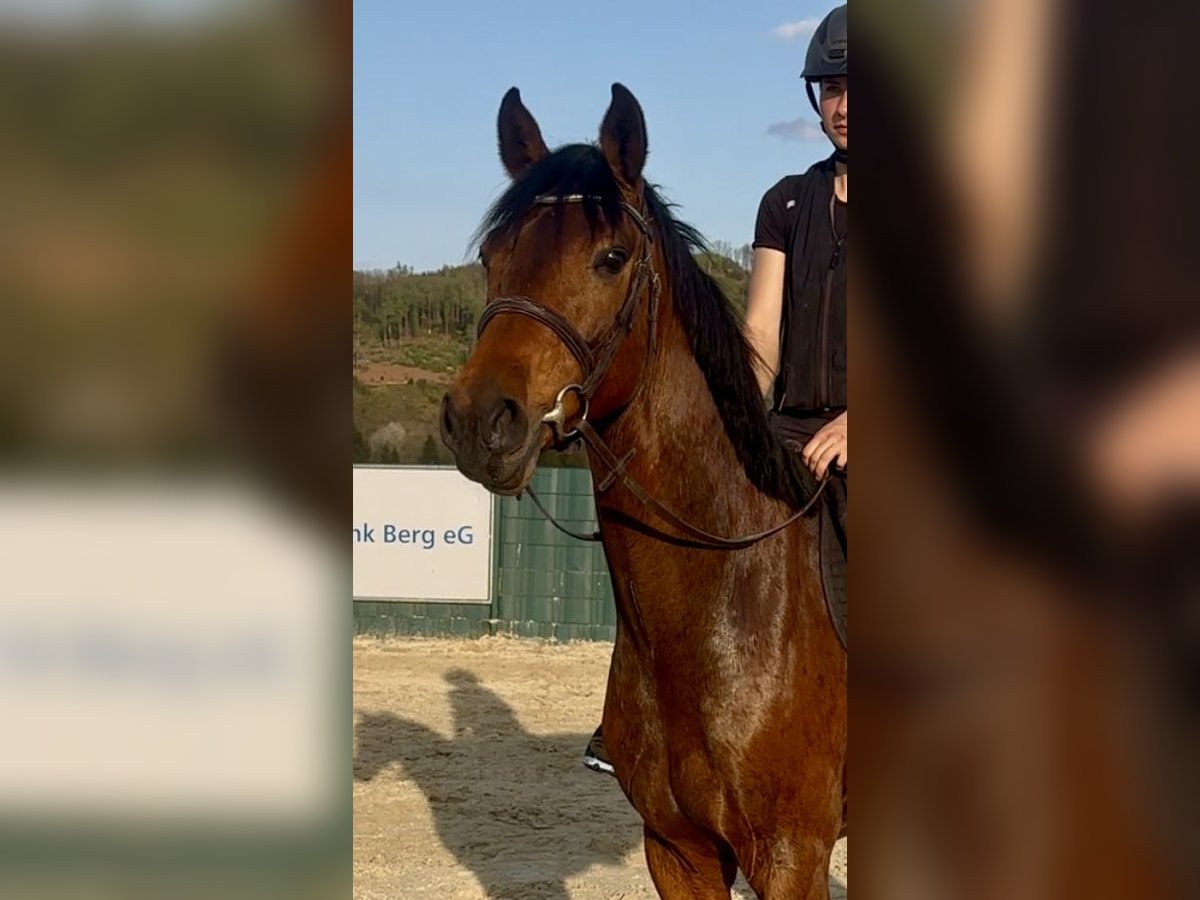 Westphalien Hongre 3 Ans 160 cm Bai in Lindlar