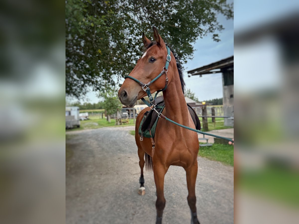 Westphalien Hongre 3 Ans 165 cm Bai in Issum