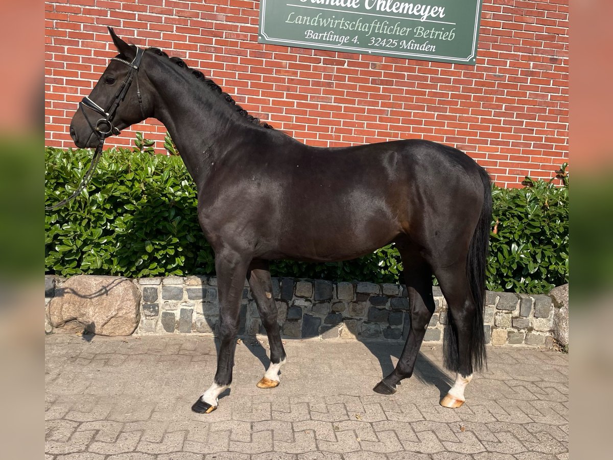 Westphalien Hongre 3 Ans 167 cm Bai brun foncé in Minden Westphalien Hongre 3 Ans 167 cm Bai brun foncé in Minden