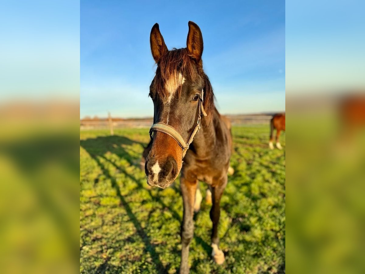 Westphalien Hongre 3 Ans 167 cm Bai in Weiskirchen