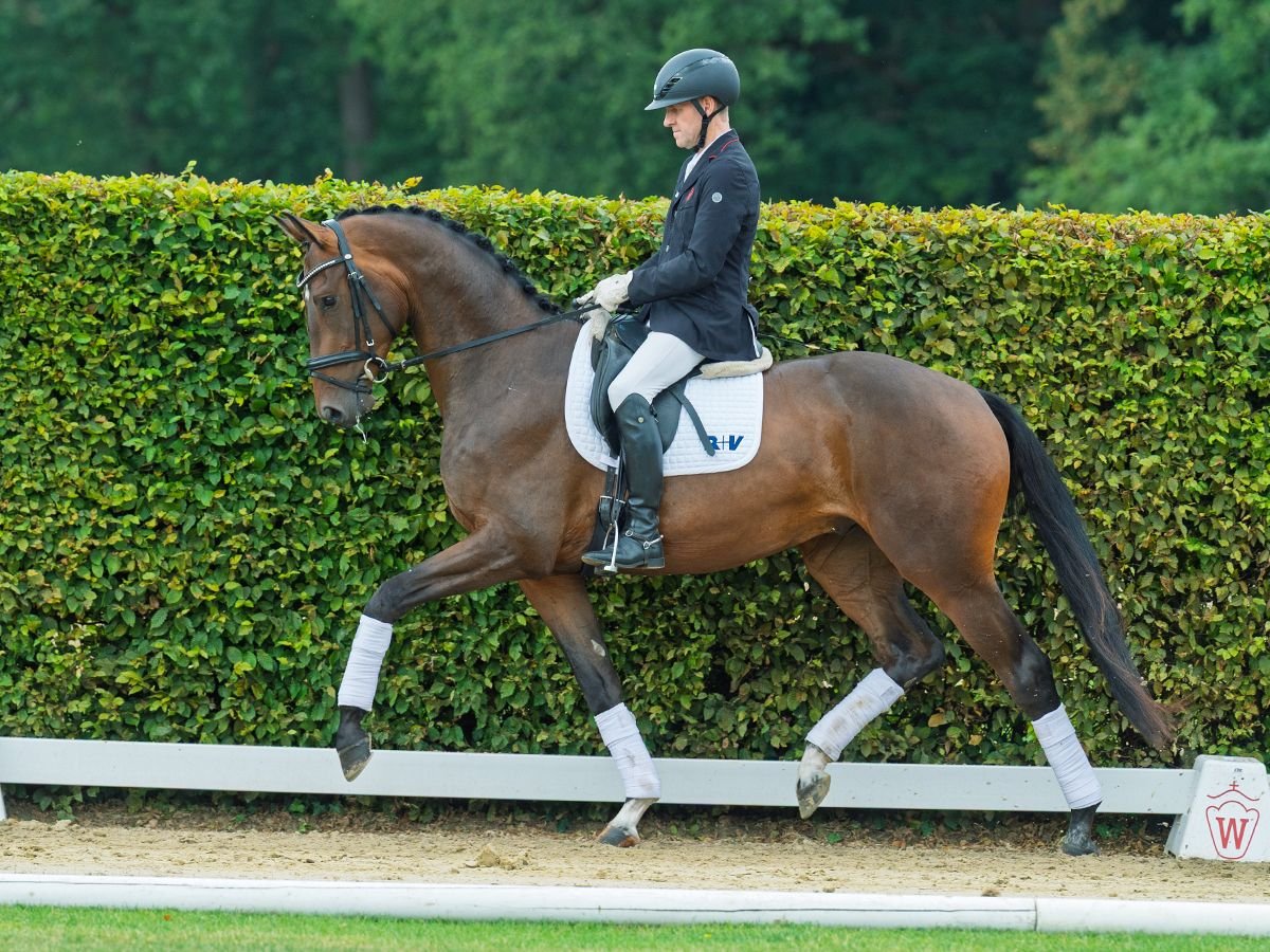 Westphalien Hongre 3 Ans 168 cm Bai in M&#xFC;nster-Handorf