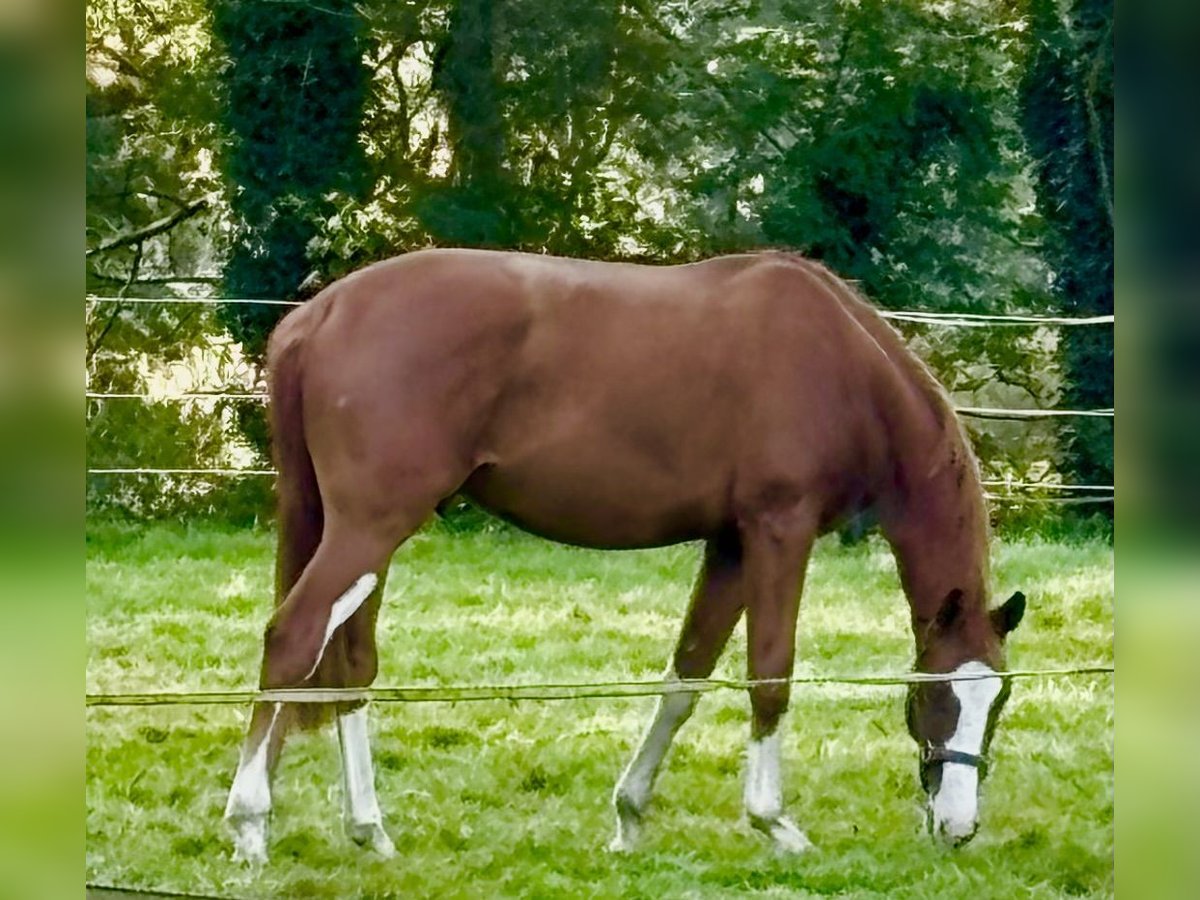 Westphalien Hongre 3 Ans 171 cm Alezan in Salzbergen