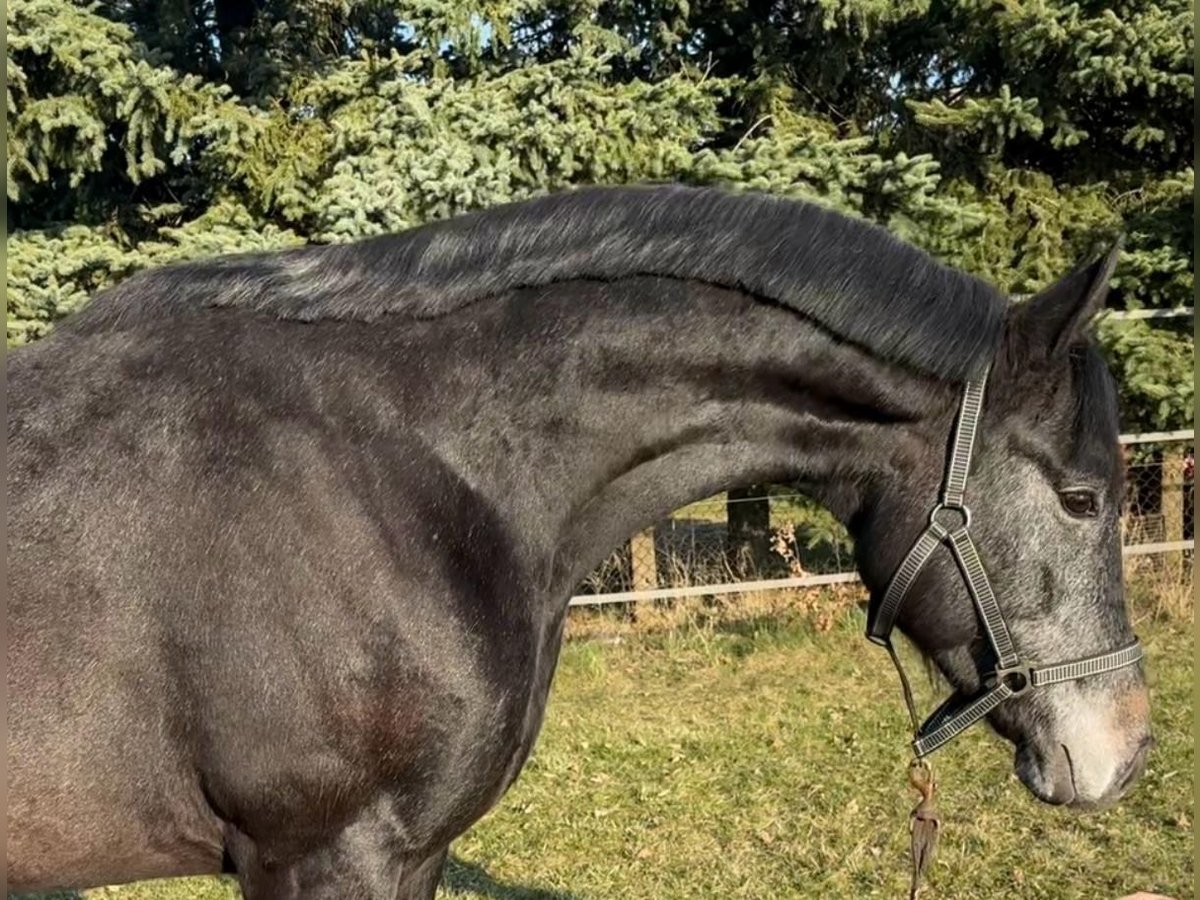 Westphalien Hongre 3 Ans Gris noir in Reichenwalde