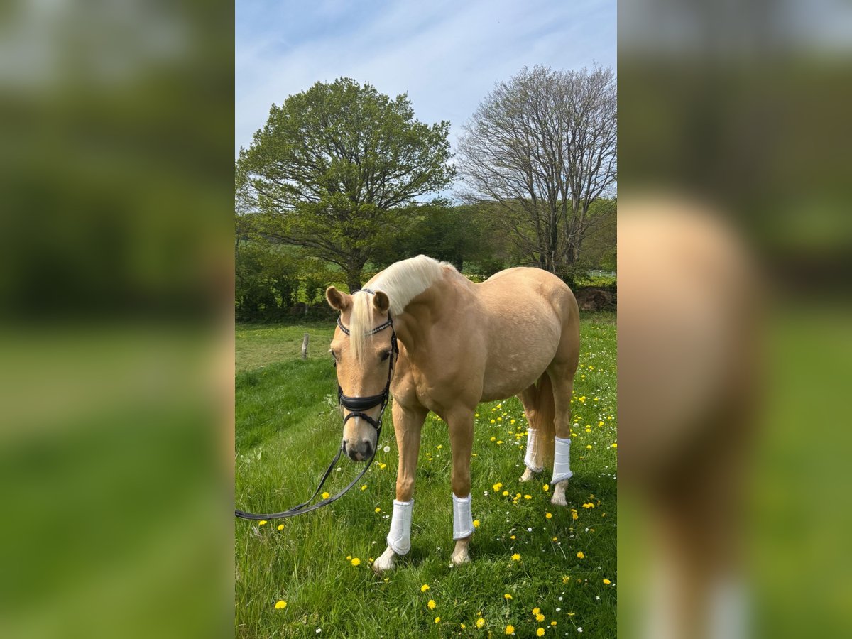 Westphalien Hongre 4 Ans 160 cm Palomino in Langballig
