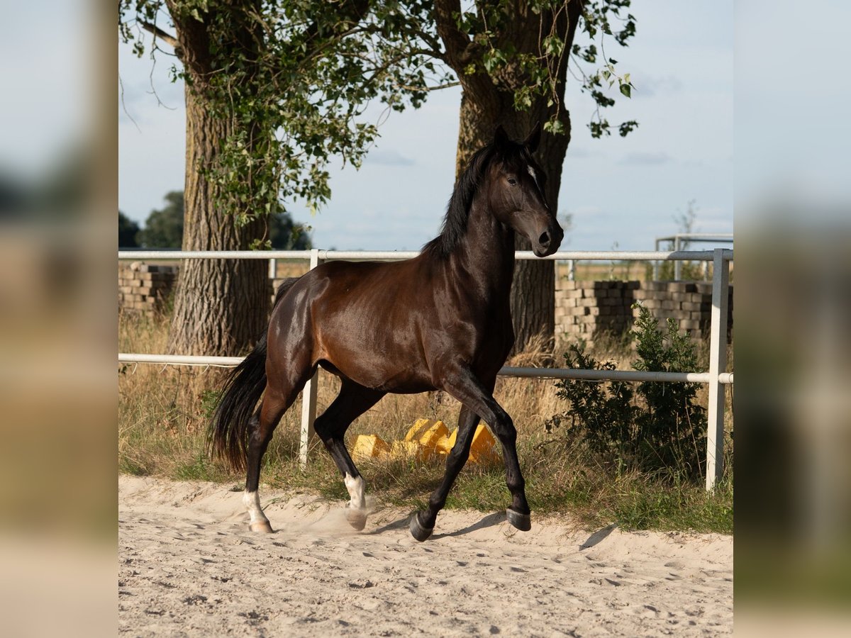Westphalien Hongre 4 Ans 163 cm Bai brun foncé in Hille