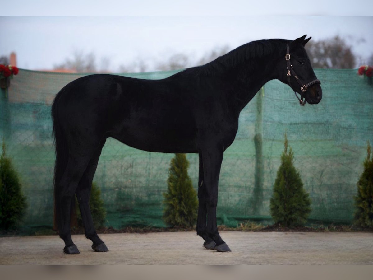 Westphalien Hongre 4 Ans 165 cm Noir in Snina