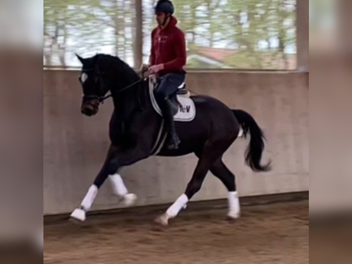 Westphalien Hongre 4 Ans 170 cm Bai brun foncé in Telgte