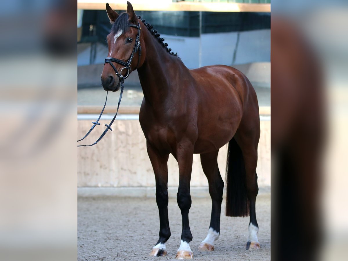 Westphalien Hongre 4 Ans 172 cm Bai in Salzkotten