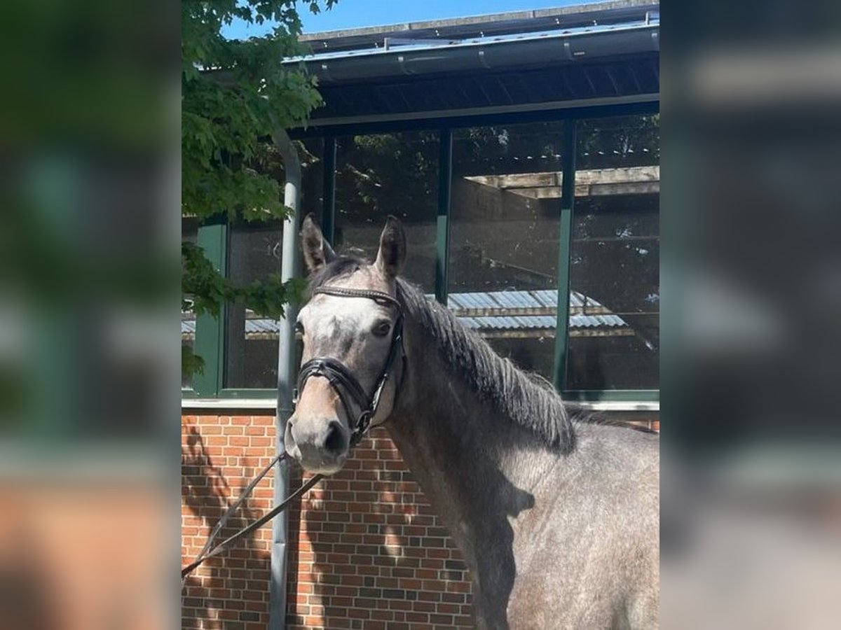 Westphalien Hongre 4 Ans 174 cm Gris in Altenberge