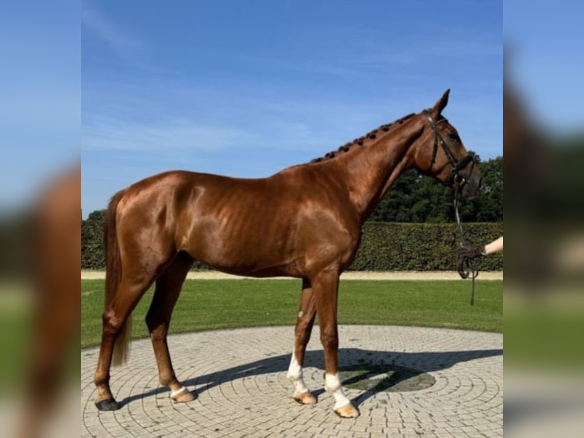 Westphalien Hongre 4 Ans 178 cm Alezan in Espelkamp