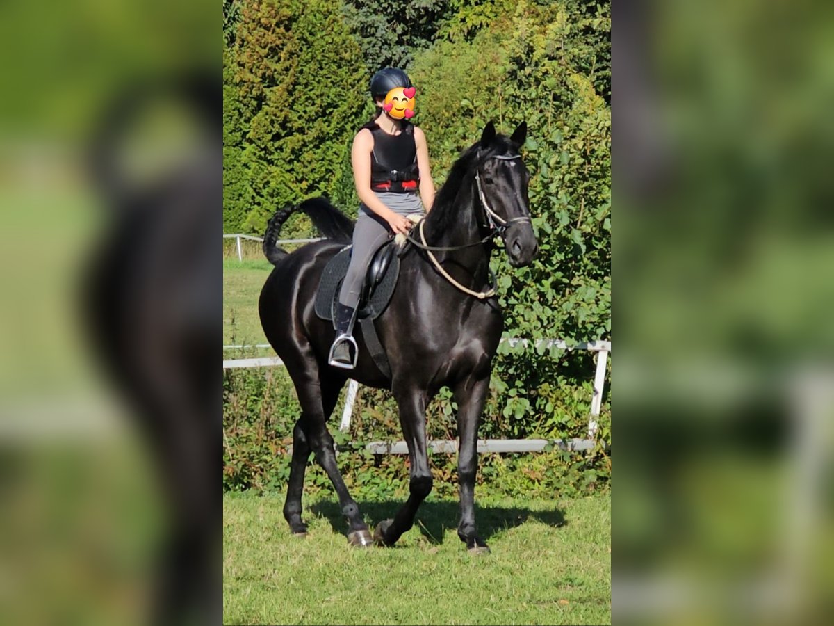 Westphalien Hongre 4 Ans 178 cm Noir in Leopoldsh&#xF6;he