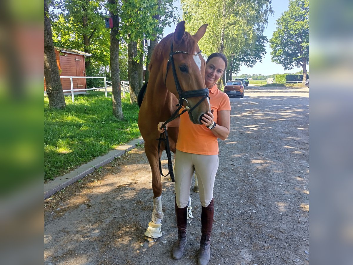 Westphalien Hongre 5 Ans 164 cm Alezan in Velen