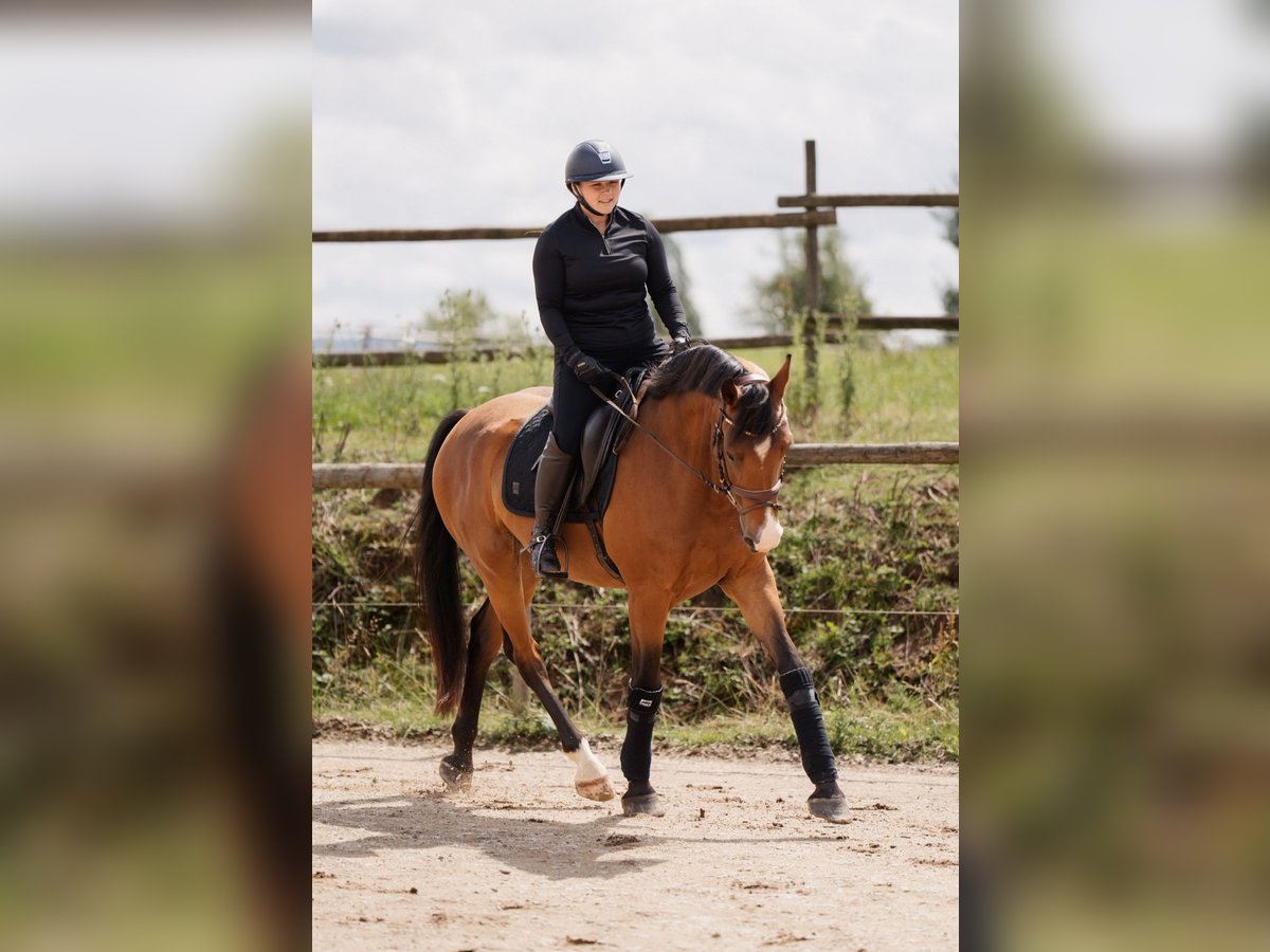 Westphalien Hongre 5 Ans 164 cm Bai in Ensch