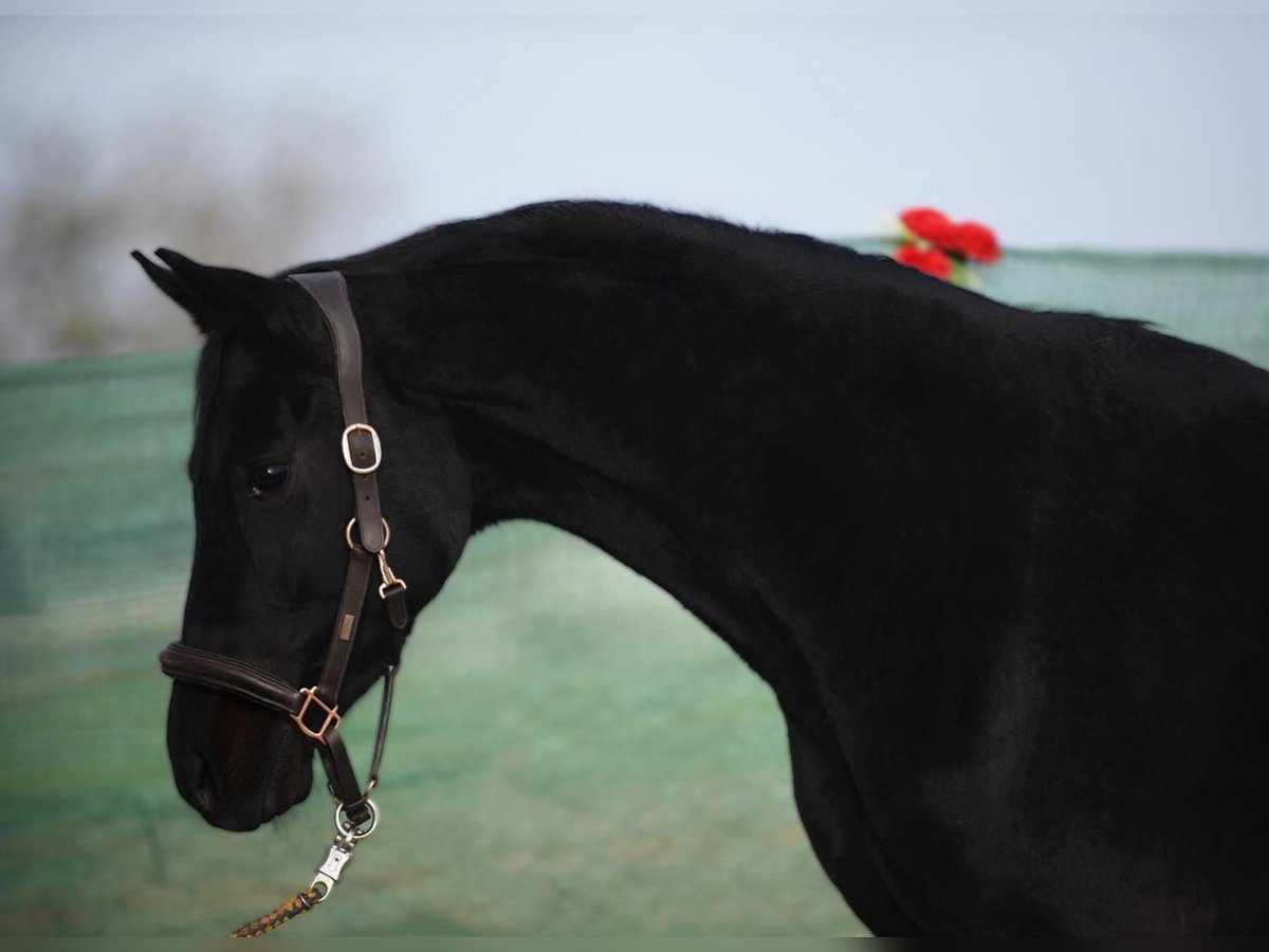 Westphalien Hongre 5 Ans 164 cm Noir in Snina