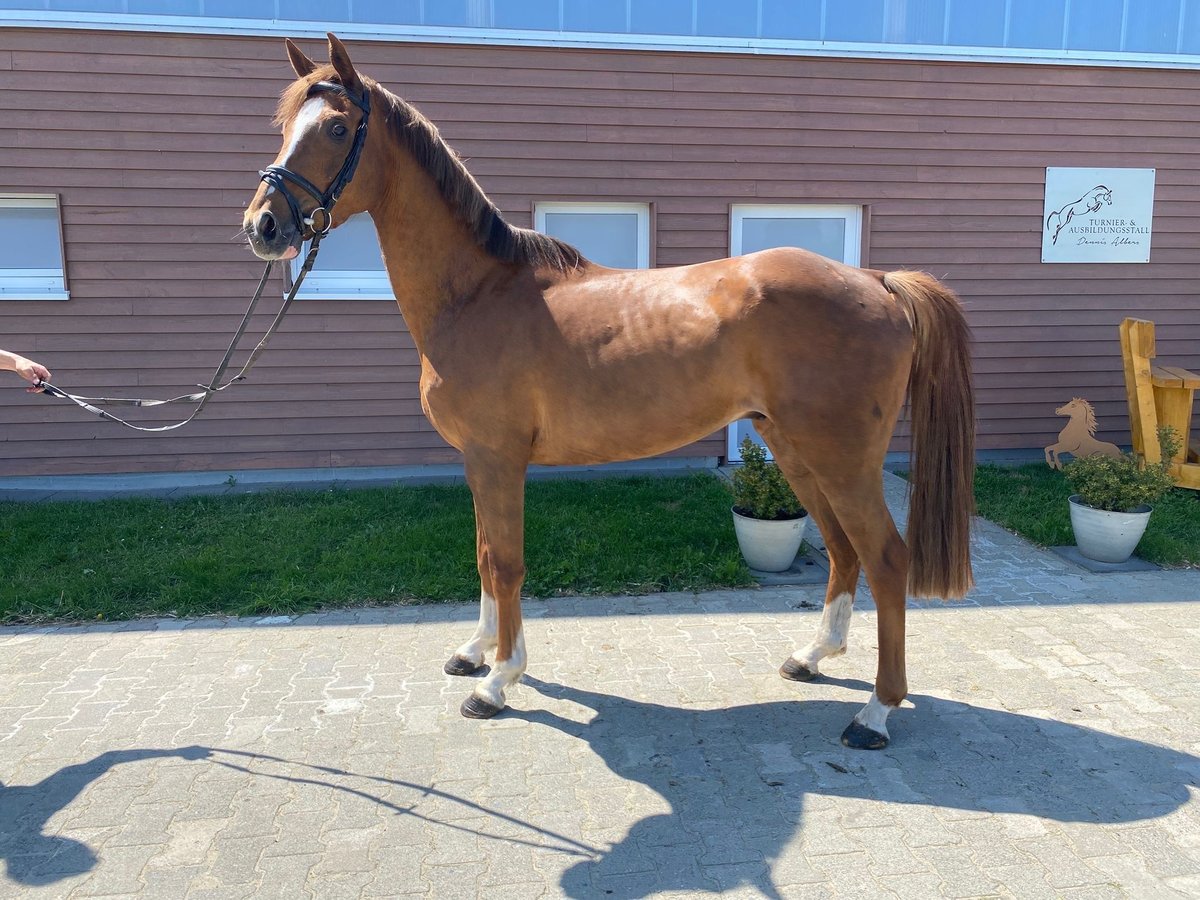 Westphalien Hongre 5 Ans 165 cm Alezan in Neuenkirchen