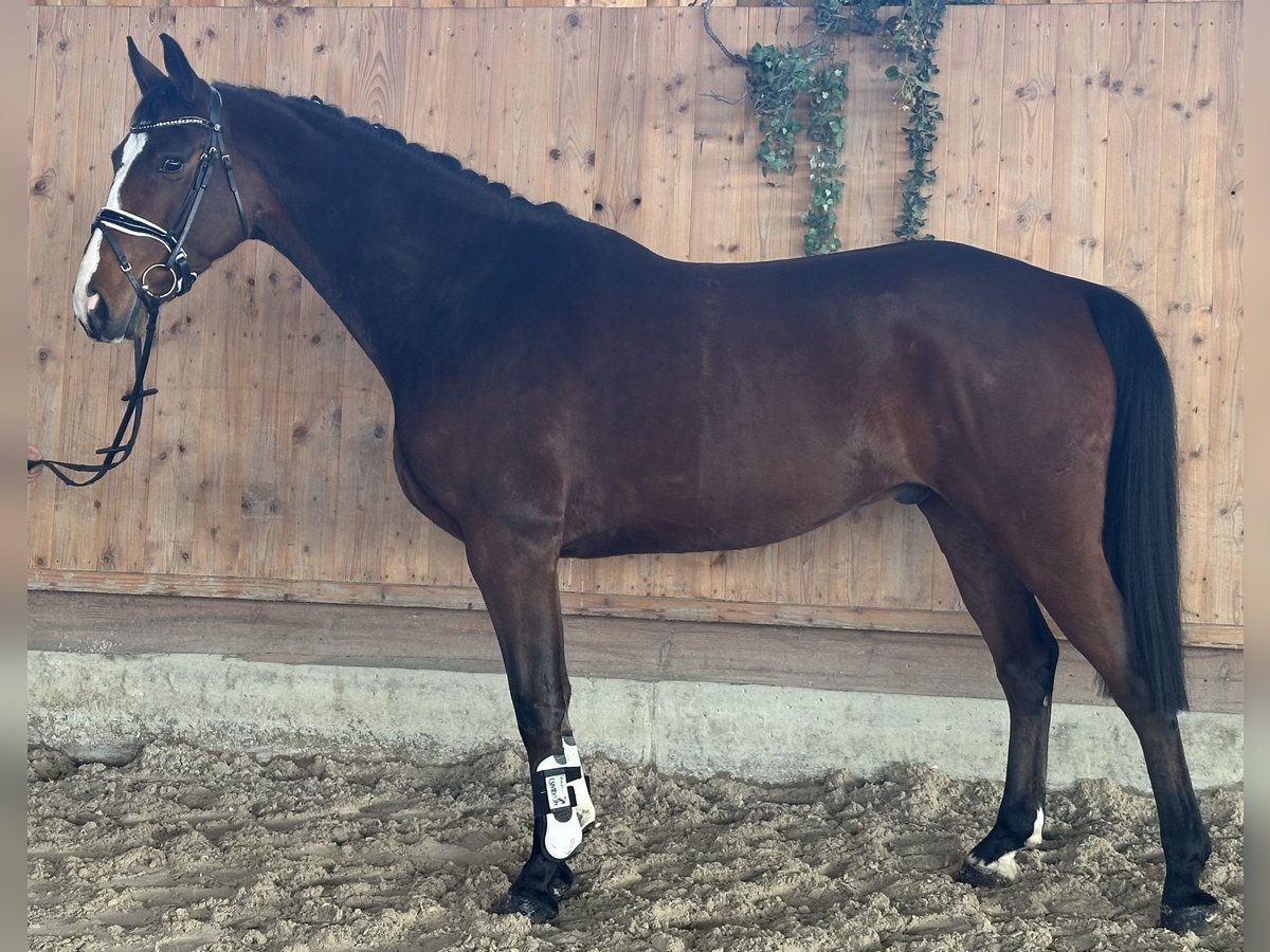 Westphalien Hongre 5 Ans 165 cm Bai in Riedlingen