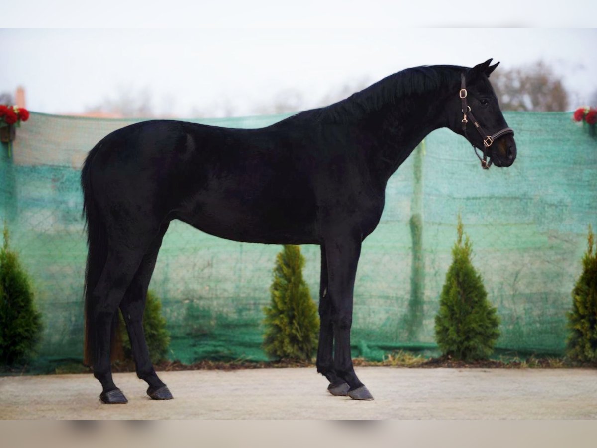 Westphalien Hongre 5 Ans 165 cm Noir in Snina