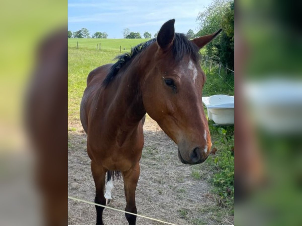 Westphalien Hongre 5 Ans 165 cm Peut devenir gris in Schwelm