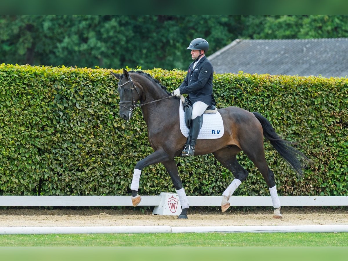 Westphalien Hongre 5 Ans 168 cm Bai brun in Schenklengsfeld