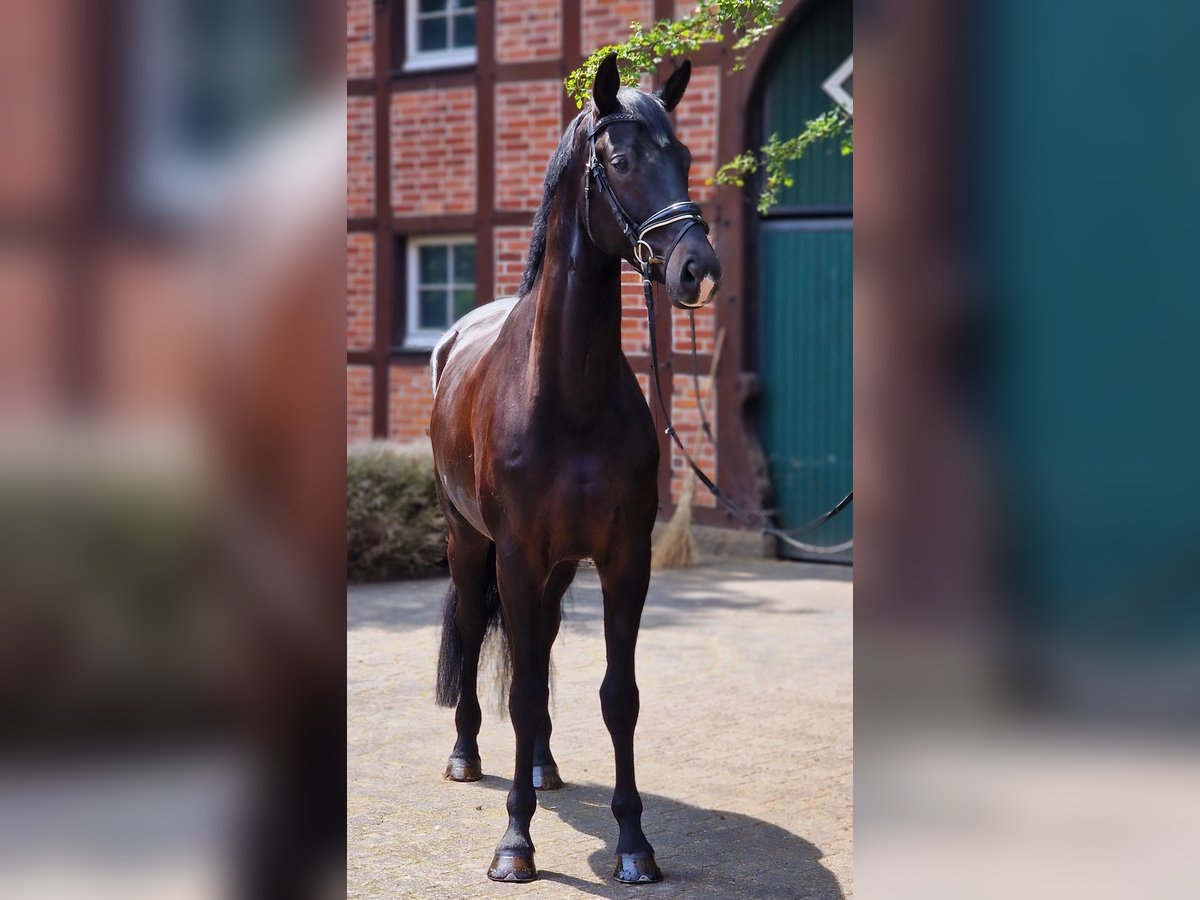 Westphalien Hongre 5 Ans 172 cm Bai brun foncé in Warendorf