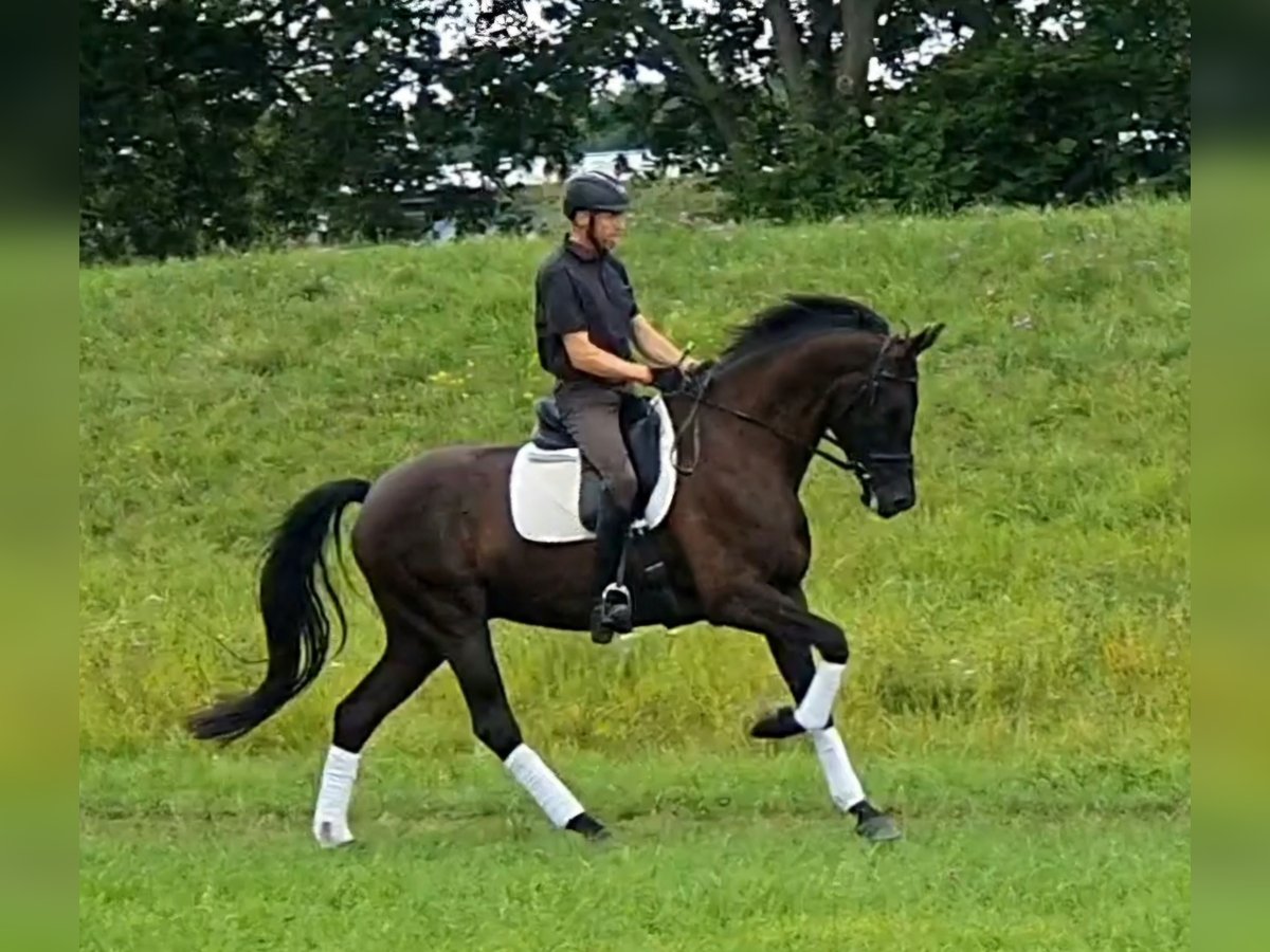 Westphalien Hongre 5 Ans 174 cm Noir in Neuss
