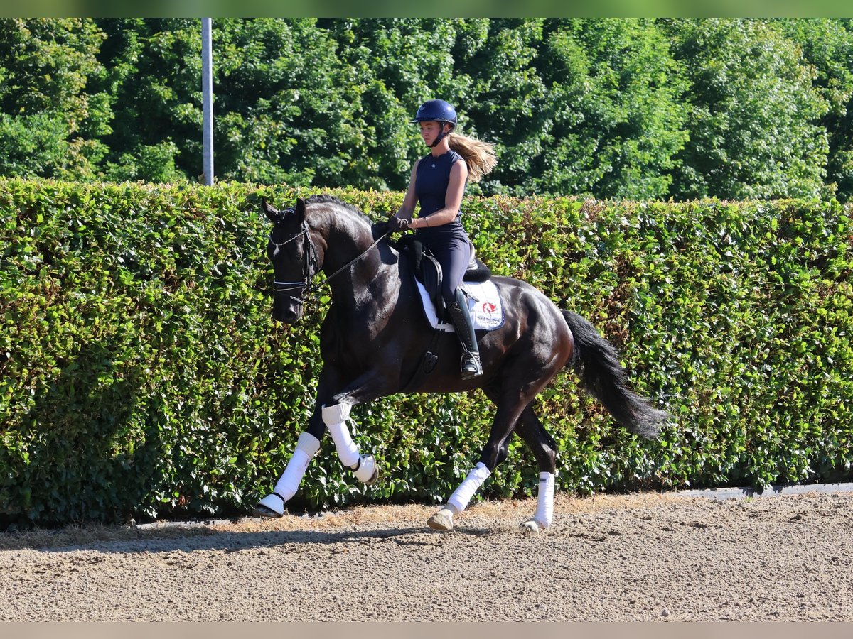 Westphalien Hongre 5 Ans 175 cm Bai brun foncé in Nottuln